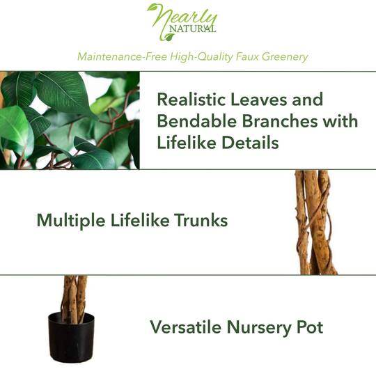 3ft. Potted Ficus Tree